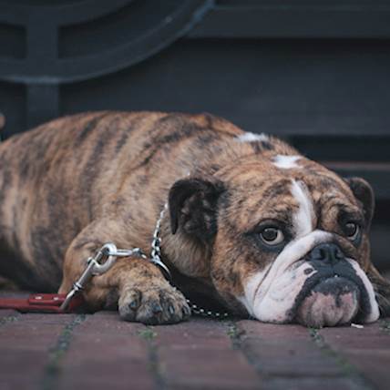 Image for Is your dog depressed?