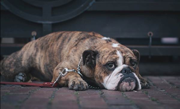 Is your dog depressed?
