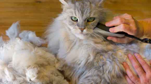 Useful Anti-Matting Cat Hair Cuts | PetCareRx