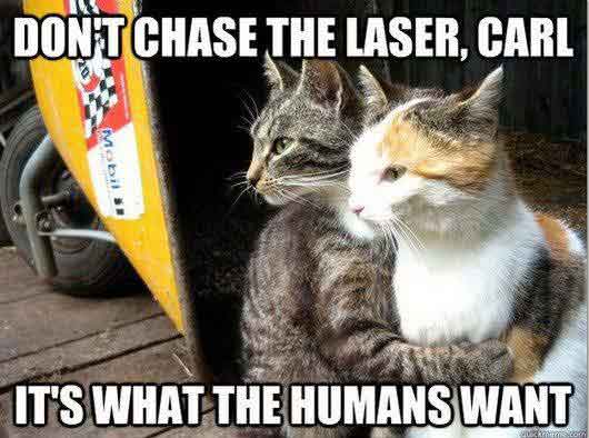 The Boldest and Best Funny Cat Pictures | PetCareRx