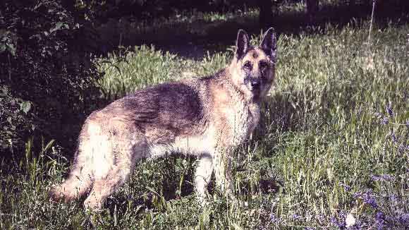 Longest Living Dog Breed Chart