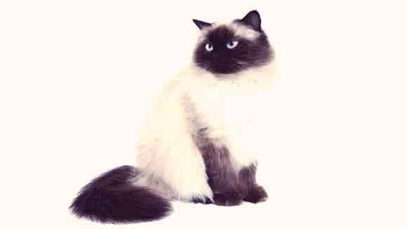 costly cat breeds