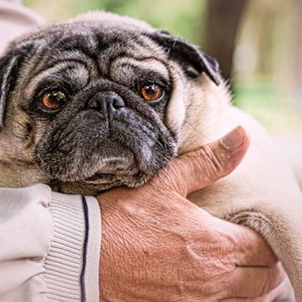 Image for 8 Things to Know About Your Senior Dog