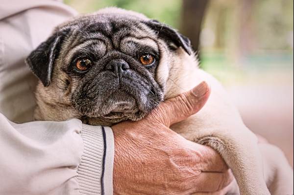 8 Things to Know About Your Senior Dog