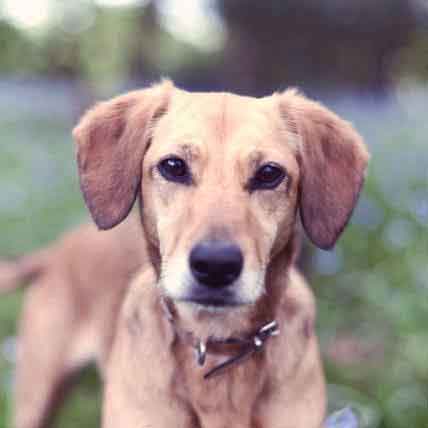antibiotics for dogs without prescription