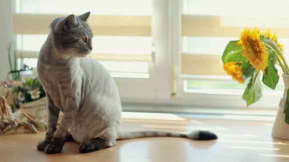 Useful Anti-Matting Cat Hair Cuts | PetCareRx
