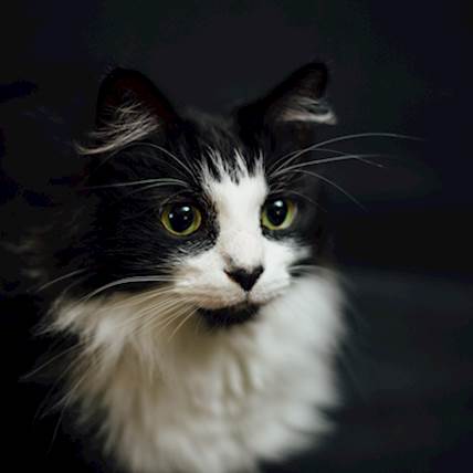 Image for Cat shedding: How to fix it