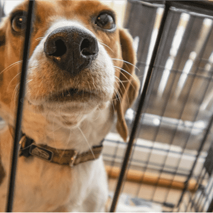 Crate Training
