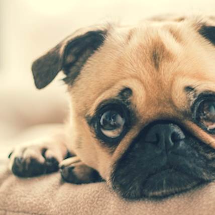 Image for Can Dogs Tell How Their Owners Feel?