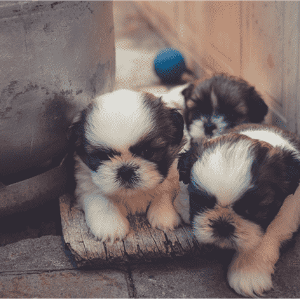 House training your puppy: A step-by-step guide for new parents.