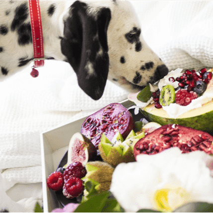 Nutrition Considerations When Baking Your Own Dog Treats