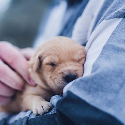 Health Benefits of Having a Pet