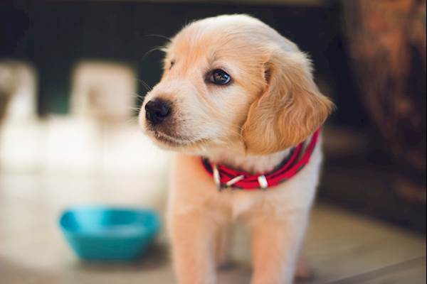 Your ultimate guide to taking care of your new puppy