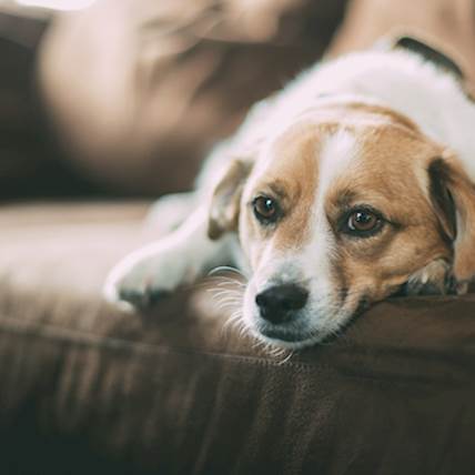 CBD Oil For Your Dog