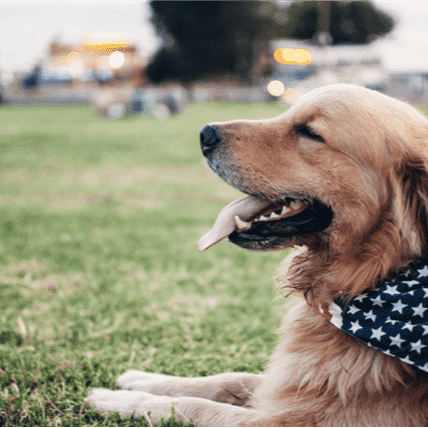 What you need to know about Senior Dog Dementia