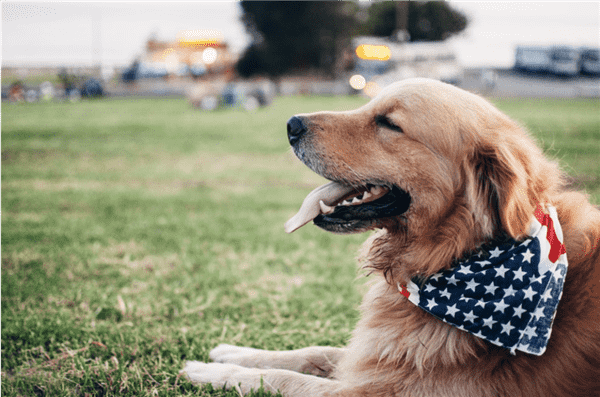 What you need to know about Senior Dog Dementia