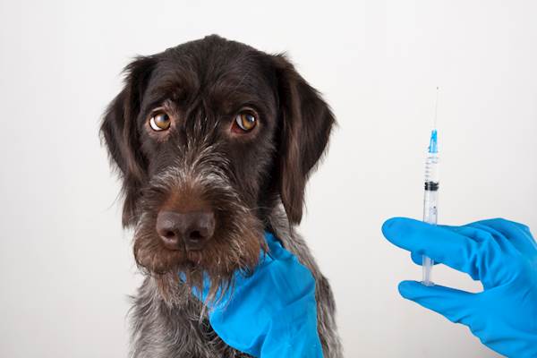 10 Pet Diseases That Can Get Transmitted to Humans and Precautions That Can Keep You Safe