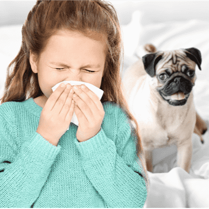 Image for Everything You Need to Know About Hypoallergenic Dog Breeds