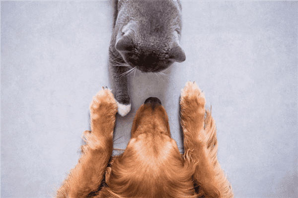 16 Questions to Meditate Upon Before Getting a Second Pet