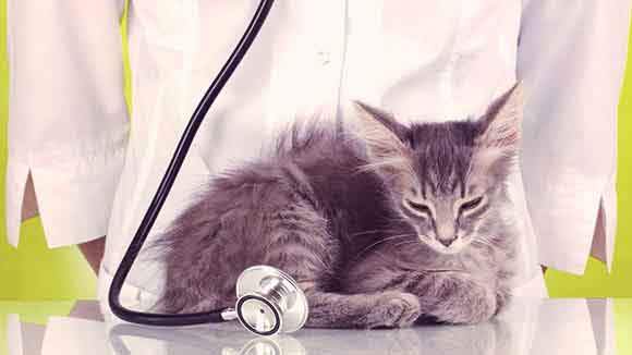 Cat Heart Murmur Treatment Options