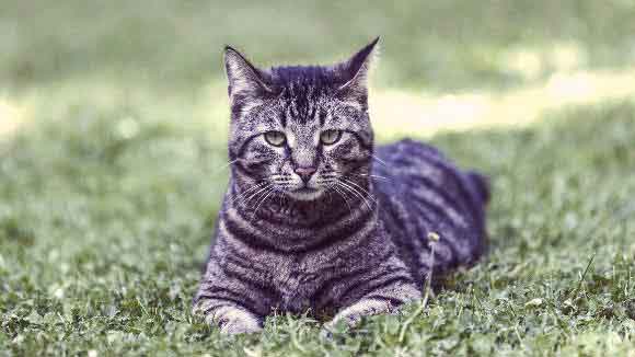 gray striped tabby