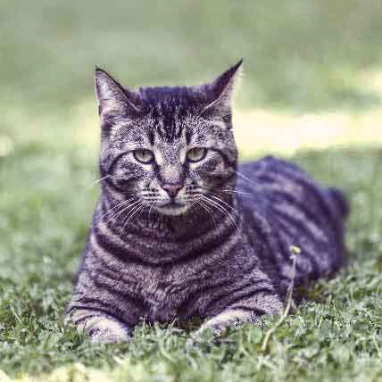 Striped And Tabby Cat Breeds And Types Petcarerx