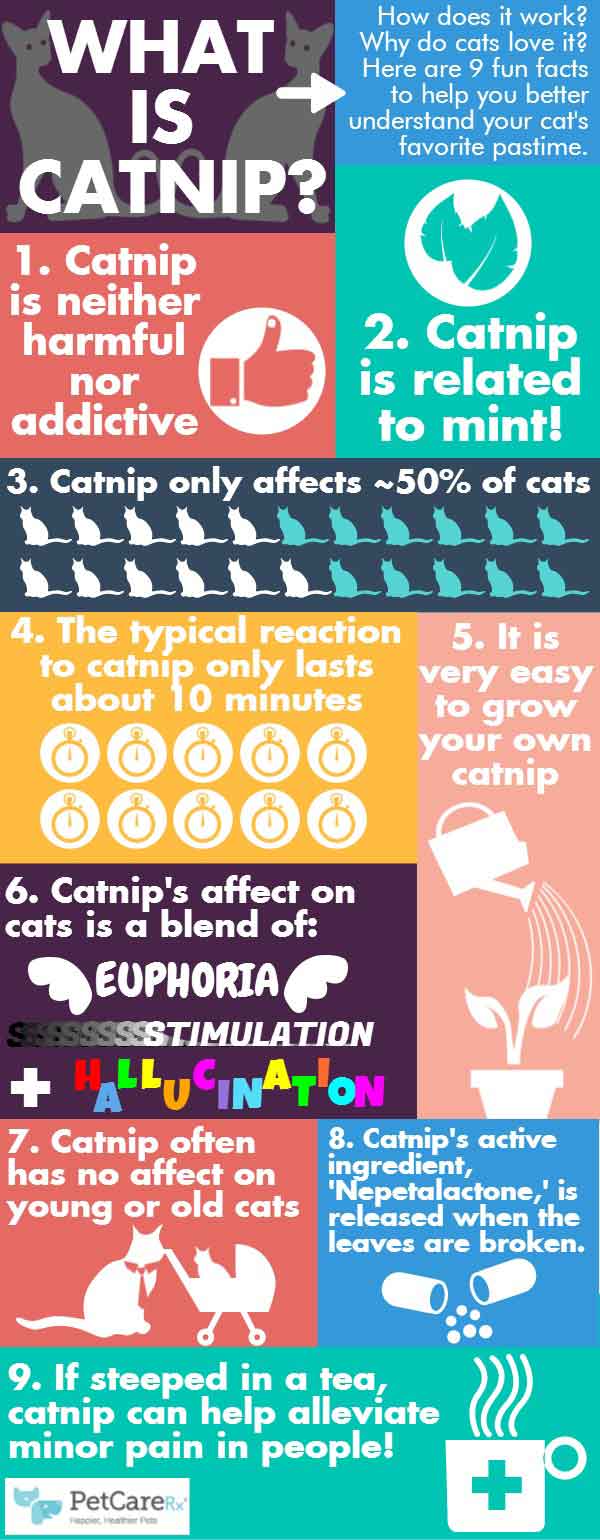 Catnip facts to know before giving any to your kitty – SheKnows