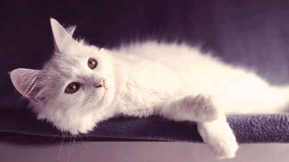 All-White Cat Breeds