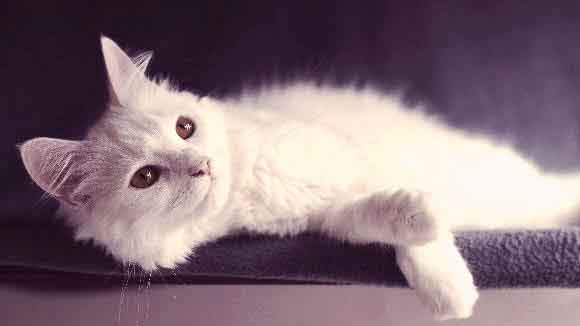 fluffy white siamese cat