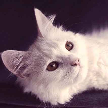 long haired white cat breeds