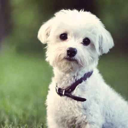 Small little white store dogs