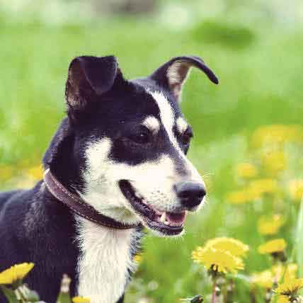 mixed dog breeds medium