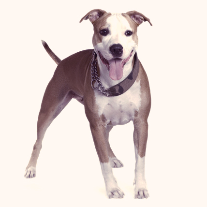 American Staffordshire Terrier photo