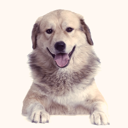 Anatolian Shepherd dog photo