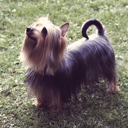 Australian Silky Terrier photo