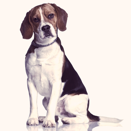 Beagle dogs photo