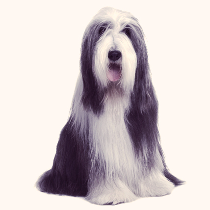 Bearded Collies Choosing A Dog Breed To Suit You Petcarerx Com