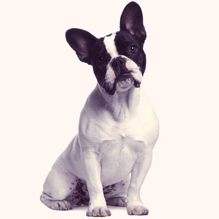 are boston terriers hard to train