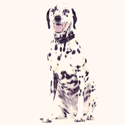 Dalmatian dog photo