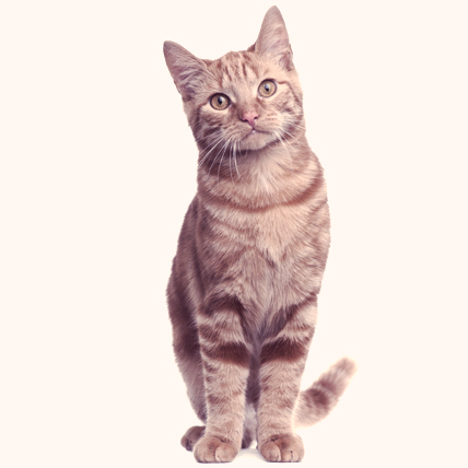 Domestic Cat Facts: Choosing The Cat Breed For You | PetcareRx.com