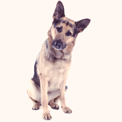German Shepherd Dogs, Choosing a Dog Breed to Suit You | PetcareRx.com