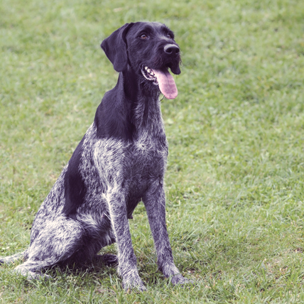 German Wirehaired Pointers photo