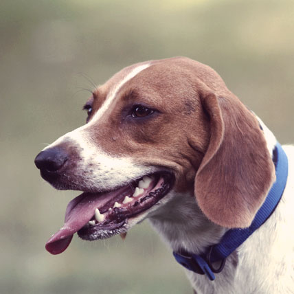 low shedding short haired dogs