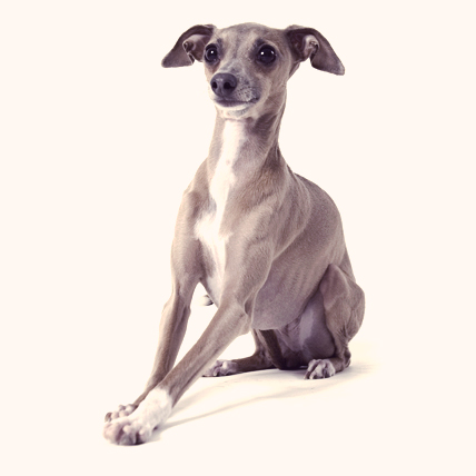 skinny dog breeds