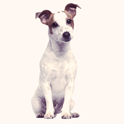 Jack Russell Terriers photo