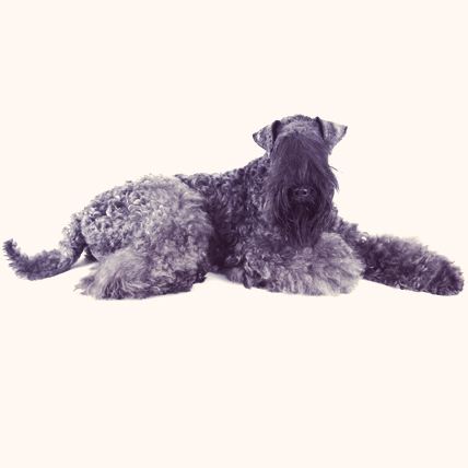Kerry Blue Terriers photo