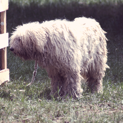Komondor dog photo