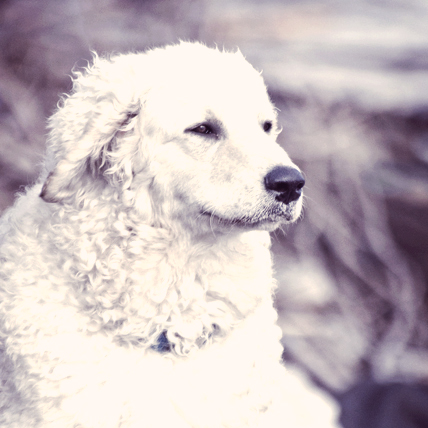 Kuvasx dog photo