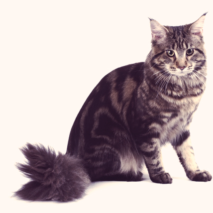 Maine Coon cats photo