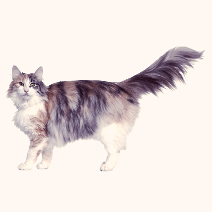 Norwegian Forest cats photo